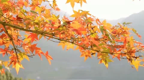 Autumn Leaves Stock Footage 10564272