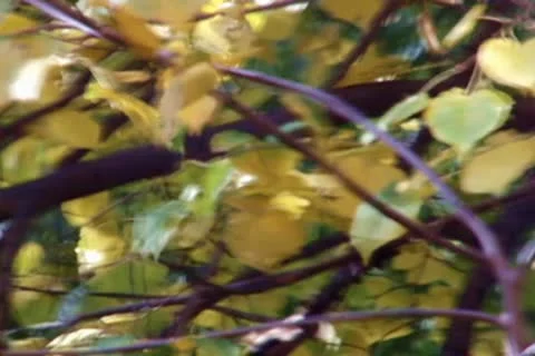 Autumn leaves 스톡 동영상 10609914
