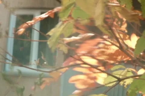 Autumn leaves Stock Footage 10609919