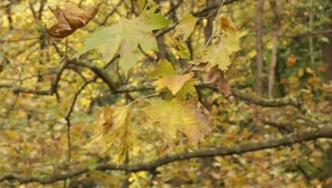 Autumn leaves Stock-Footage 10701171