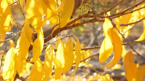Autumn Leaves Stock Footage 10723701