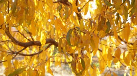 Autumn Leaves Stock Footage 10734360