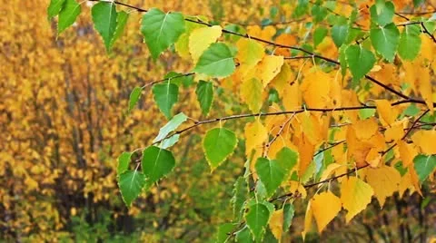 Autumn leaves Stock Footage 10829872