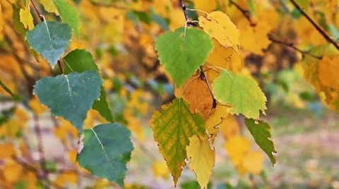 Autumn leaves Stock Footage 10829874