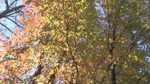 Autumn Leaves 스톡 동영상 10909626