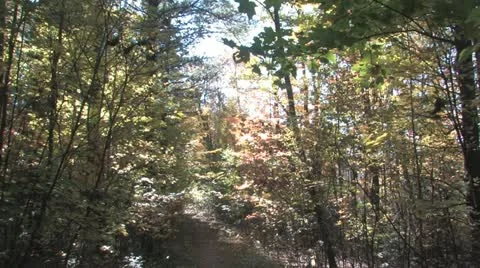 Autumn Leaves Vidéo 10909826