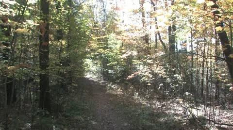 Autumn Leaves Vidéo 10909842