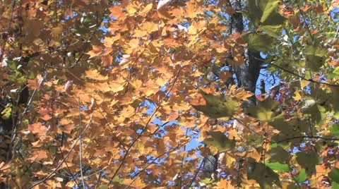 Autumn Leaves Vidéo 10909909