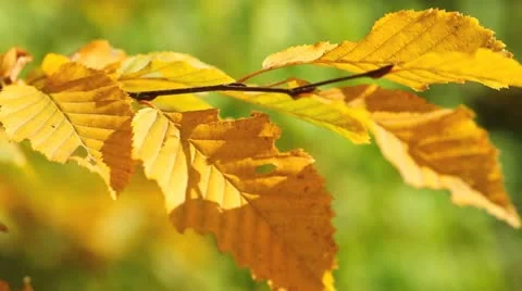 Autumn leaves Stock Footage 10913187