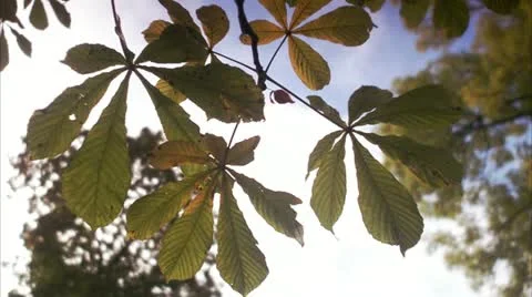 Autumn leaves Stock Footage 11285713