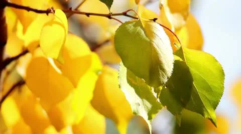 Autumn leaves Stock Footage 12243755