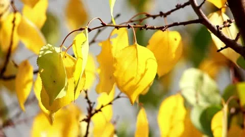 Autumn leaves Stockbeeldmateriaal 12243767