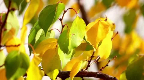 Autumn leaves Stock Footage 12243792