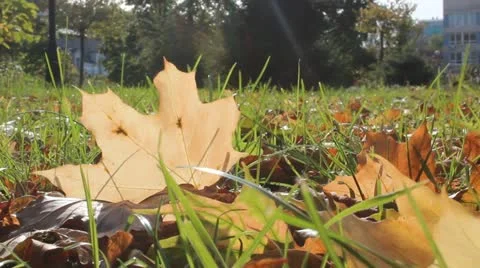 Autumn leaves Video stock 12324776