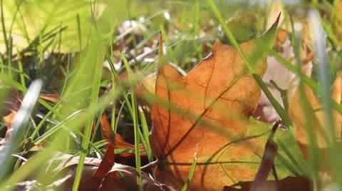 Autumn leaves Video stock 12324839