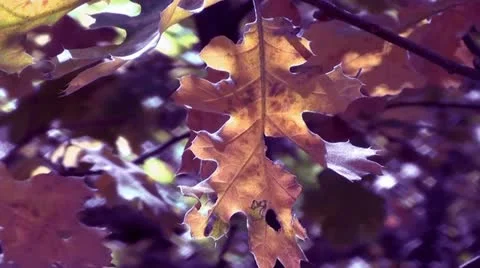 Autumn Leaves Vídeo Stock 12365311