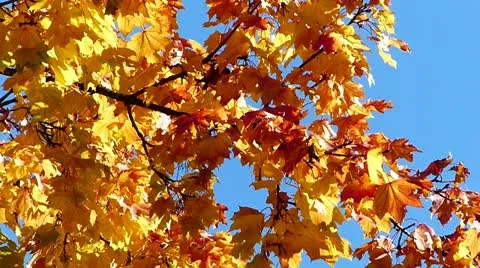 Autumn leaves Video stock 12388633
