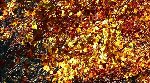 Autumn leaves Stock Footage 12389624