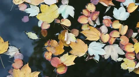 Autumn leaves Video stock 12412469