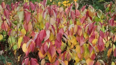 Autumn leaves Stock-Footage 12574753