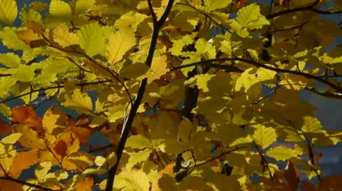 Autumn leaves Vídeo Stock 12736252