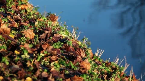 Autumn leaves Stock Footage 17023140