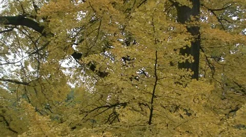 Autumn Leaves Stock Footage 17510380