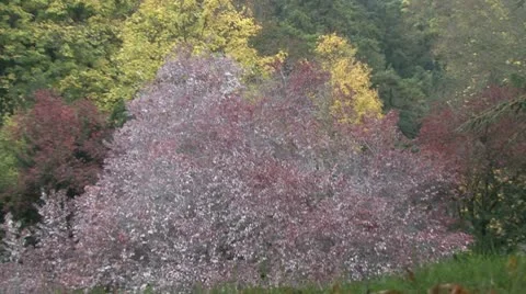 Autumn Leaves Stock Footage 17511825