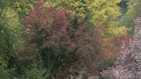 Autumn Leaves Stock Footage 17512589