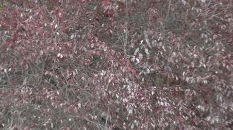 Autumn Leaves Stock Footage 17513350