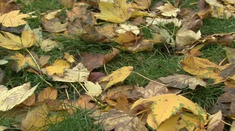 Autumn Leaves Stock-Footage 17515312