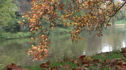 Autumn Leaves Stock Footage 18148055