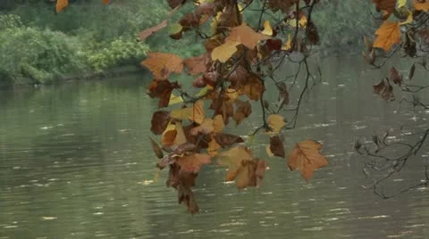 Autumn Leaves Video stock 18149318