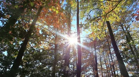 Autumn leaves Stock Footage 22174383