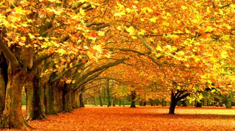 Autumn leaves Stock Footage 22732787