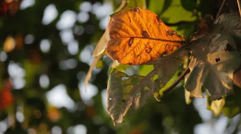 Autumn leaves Video stock 23017082