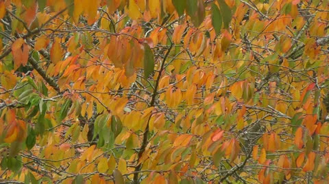 Autumn Leaves Video stock 24889248