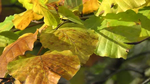 Autumn Leaves Video stock 24889293