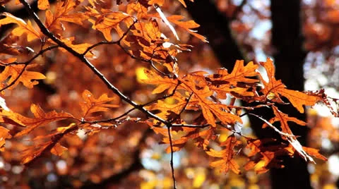 Autumn Leaves Stock Footage 25000642