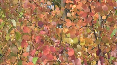 Autumn leaves Stock Footage 28502071