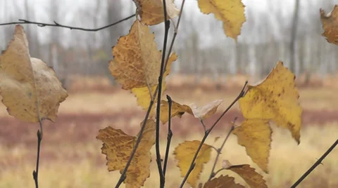 Autumn leaves Stock Footage 28562746
