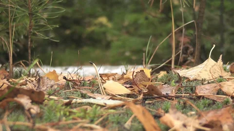 Autumn leaves Stock Footage 28596047