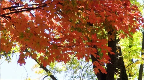Autumn leaves Stock Footage 30782834