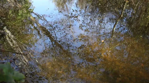 Autumn leaves. Stock Footage 31703887