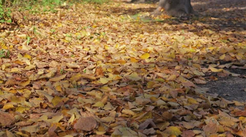 Autumn leaves Stock Footage 31753555