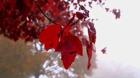 Autumn leaves Stock Footage 31874989