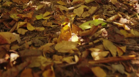 Autumn leaves Stock-Footage 32067815