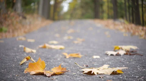 Autumn Leaves Stock Footage 32165688