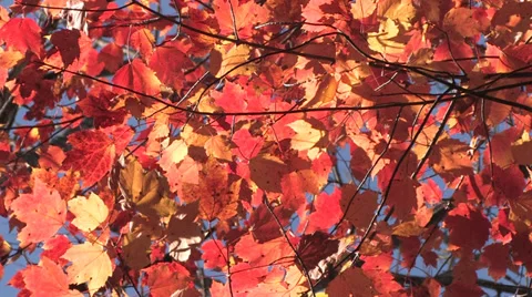 Autumn Leaves 스톡 동영상 32376323