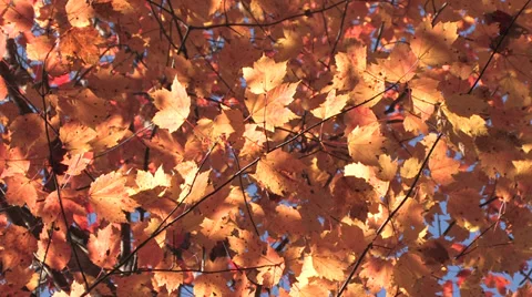 Autumn Leaves Stock Footage 32376339